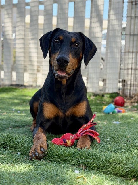 Photo of Dobby, adoptable Doberman Pinscher in Fremont, California