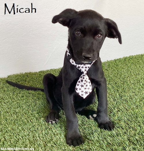 Photo of Micah, adoptable Black Labrador Retriever in San Diego, California