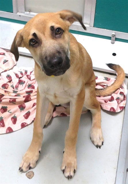 Photo of Kris, adoptable Bullmastiff in Oklahoma City, Oklahoma