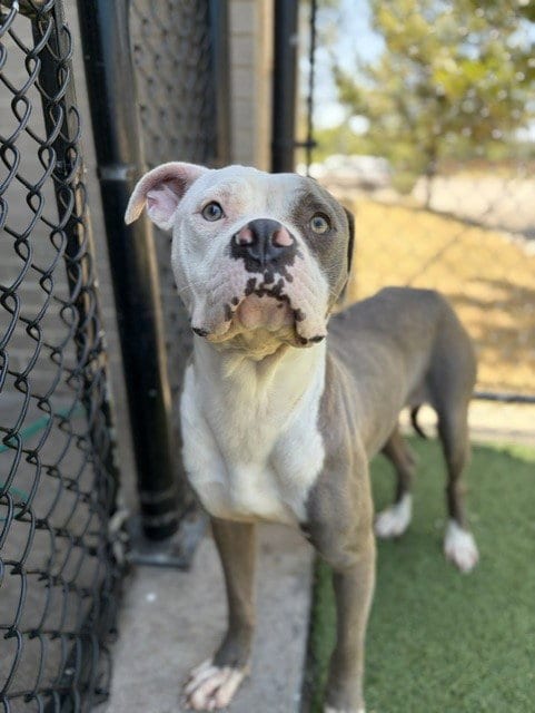 Photo of Remey, adoptable Pit Bull Terrier in Dallas, Texas