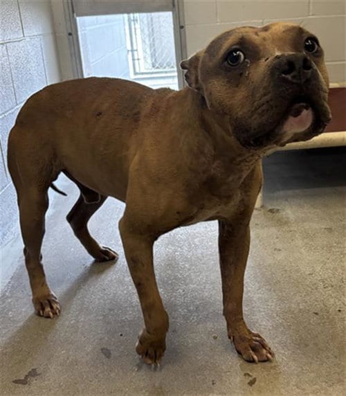 Photo of Rusty, adoptable Staffordshire Bull Terrier in Rosenberg, Texas
