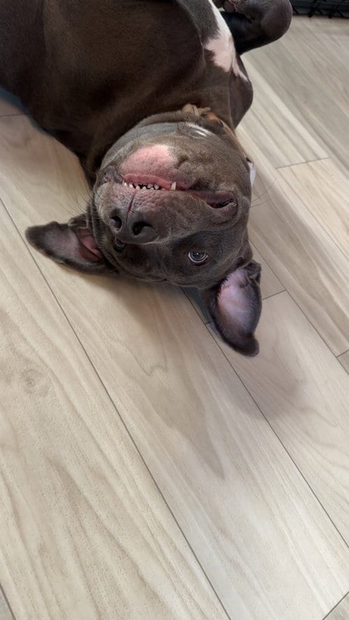 Photo of Allie (2026), adoptable Pit Bull Terrier in Wenonah, New Jersey