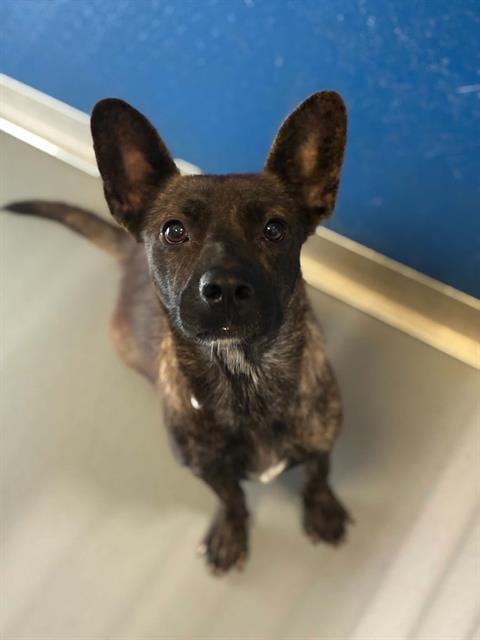 Photo of A256418, adoptable Australian Cattle Dog/Blue Heeler in Visalia, California