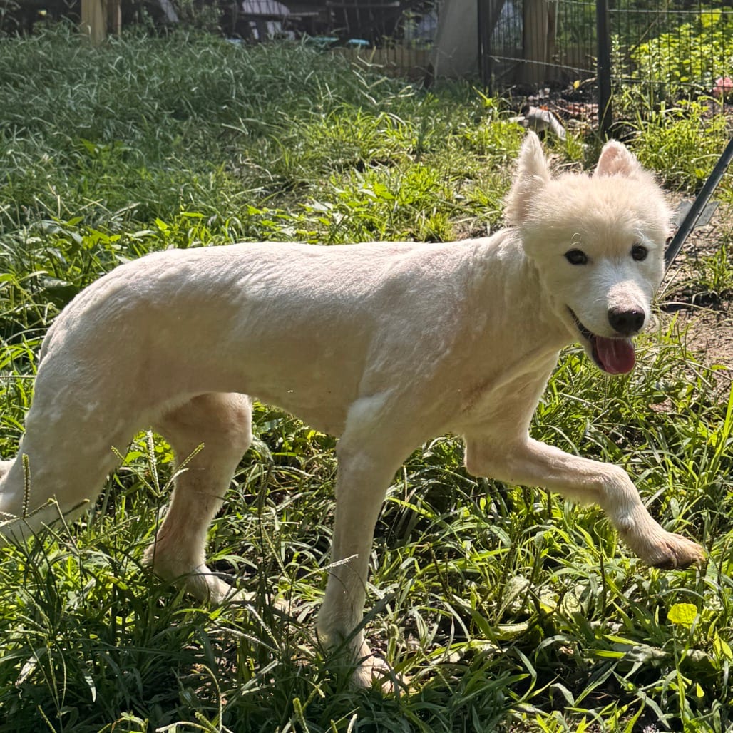 Photo of Lia, adoptable Samoyed in West Chester, Pennsylvania