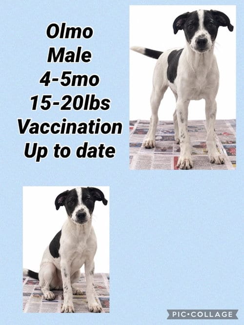 Photo of Olmo, adoptable Pointer in Virginia Beach, Virginia