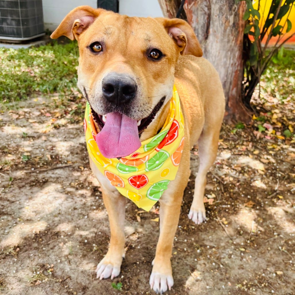 Photo of Oakley 26-07-077, adoptable Mixed Breed (Medium) / Mixed Breed (Medium) in Bastrop, Texas