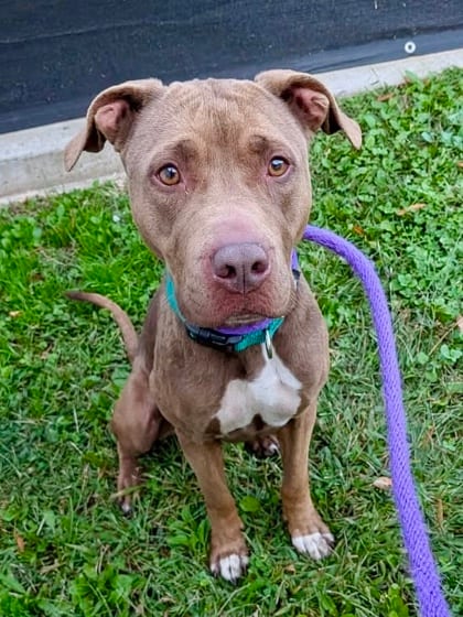 Photo of Sharon, adoptable dog in Baltimore, Maryland