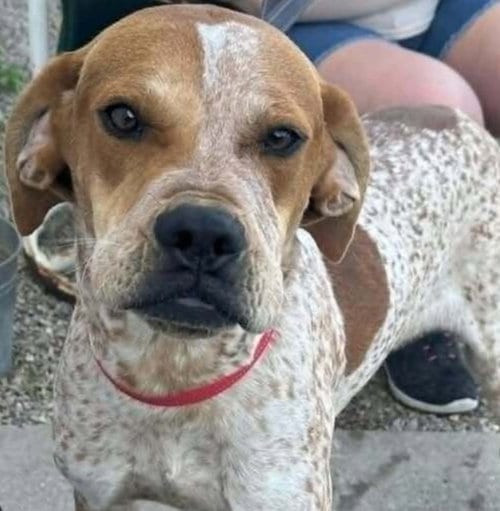 Photo of Owens : Benny, adoptable Coonhound in Aurora, Indiana