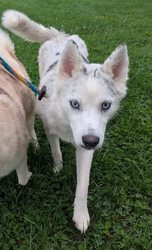 Photo of Uno, adoptable Husky in La Porte, Indiana