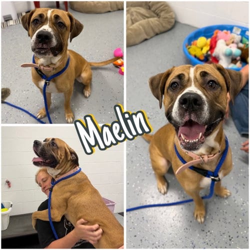 Photo of Maelin (aka Mae Mae), adoptable Cane Corso Mastiff in Pierceton, Indiana