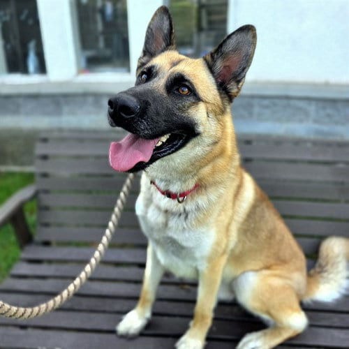 Photo of Rocko, adoptable German Shepherd Dog in Long Beach, California