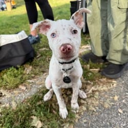 Photo of Bean, adoptable Australian Shepherd in New York, New York