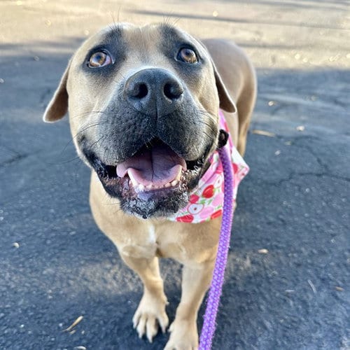 Photo of Phoebe, adoptable American Pit Bull Terrier in Mesa, Arizona