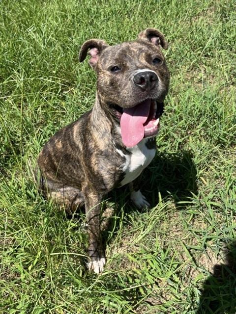 Photo of Buster, adoptable Pit Bull Terrier in Augusta, Georgia