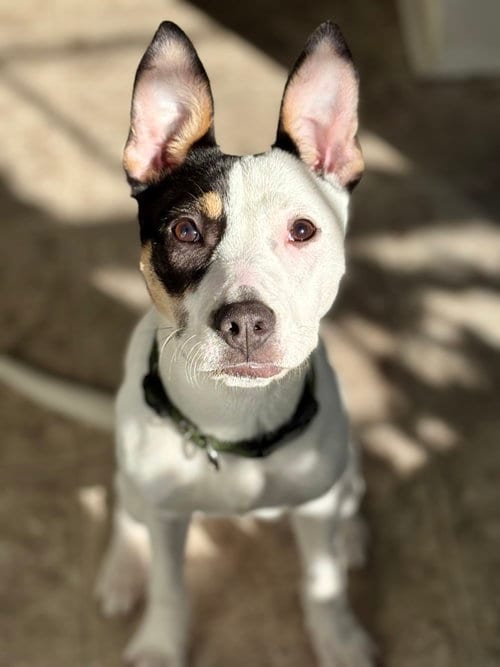 Photo of Willamena, adoptable American Staffordshire Terrier in Holly Springs, North Carolina