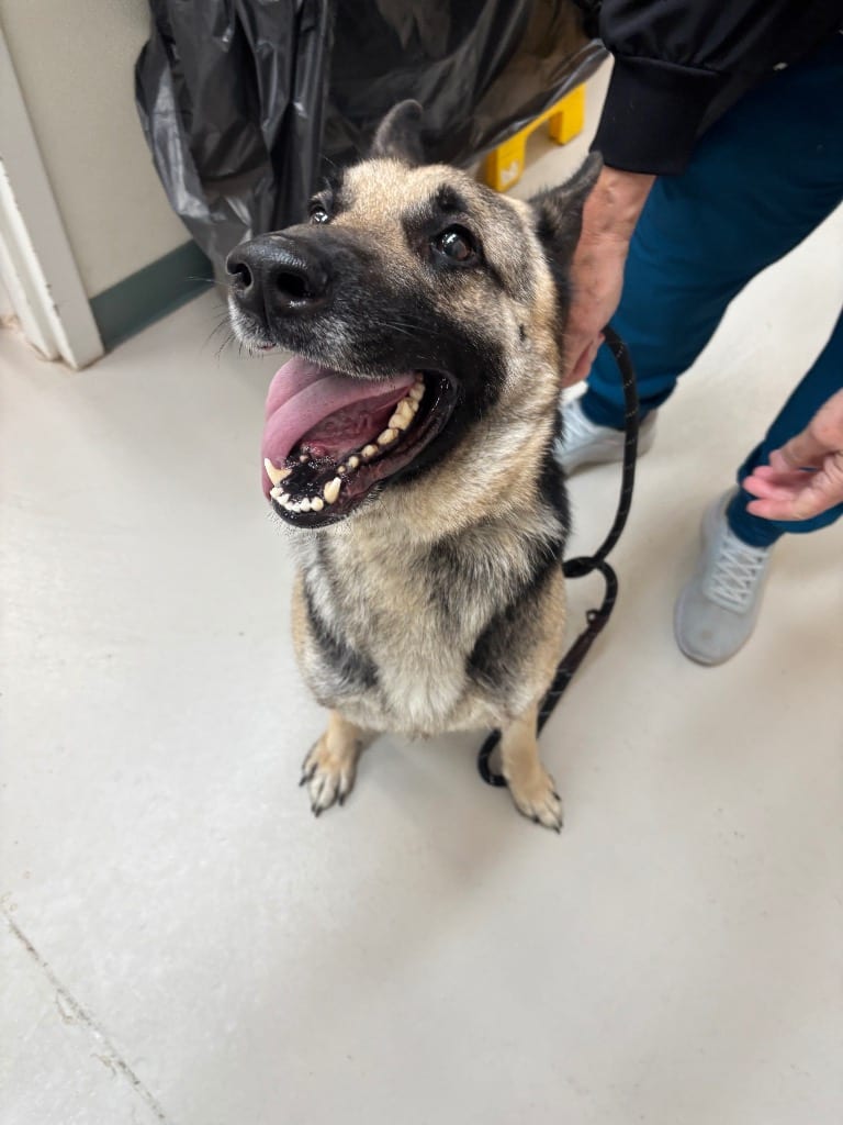 Photo of Inga, adoptable German Shepherd Dog in Findlay, Ohio