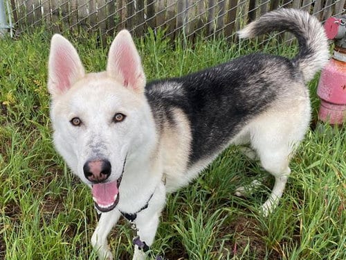 Photo of Howdy, adoptable Siberian Husky in Santa Rosa, California