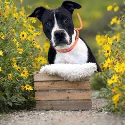Photo of Leila, adoptable Staffordshire Bull Terrier in Van Nuys, California