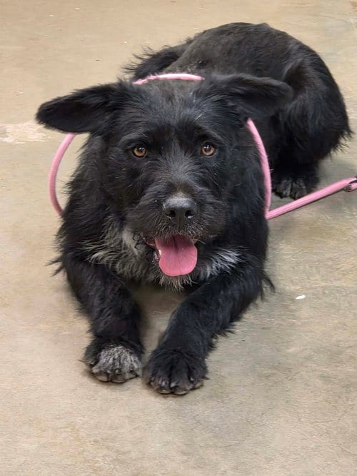 Photo of Quinn, adoptable Irish Wolfhound in Amarillo, Texas