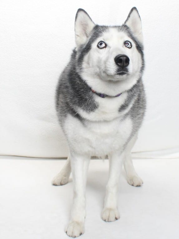 Photo of Sneakers, adoptable Alaskan Husky