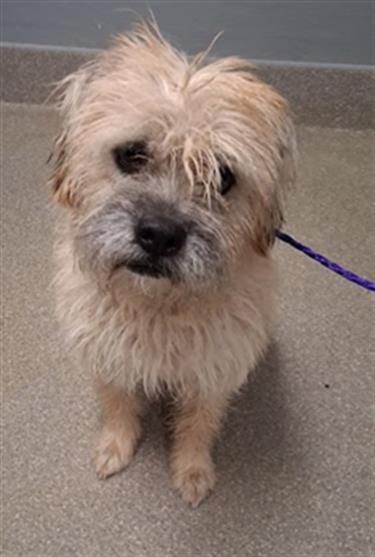 Photo of Toby, adoptable Terrier in Las Vegas, Nevada