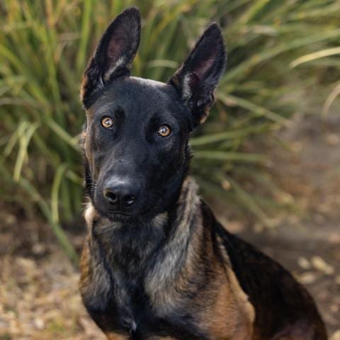 Photo of Rachel, adoptable Belgian Shepherd Malinois in Camarillo, California