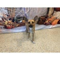 Photo of Odin, adoptable Chihuahua in Doral, Florida