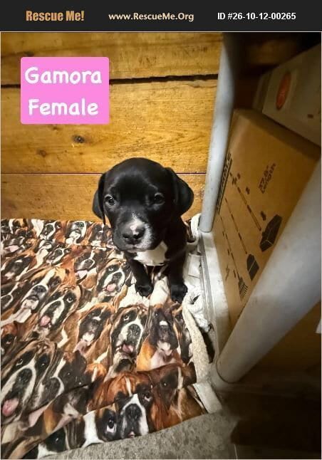 Photo of Gamora, adoptable American Pit Bull Terrier in Benton, Pennsylvania
