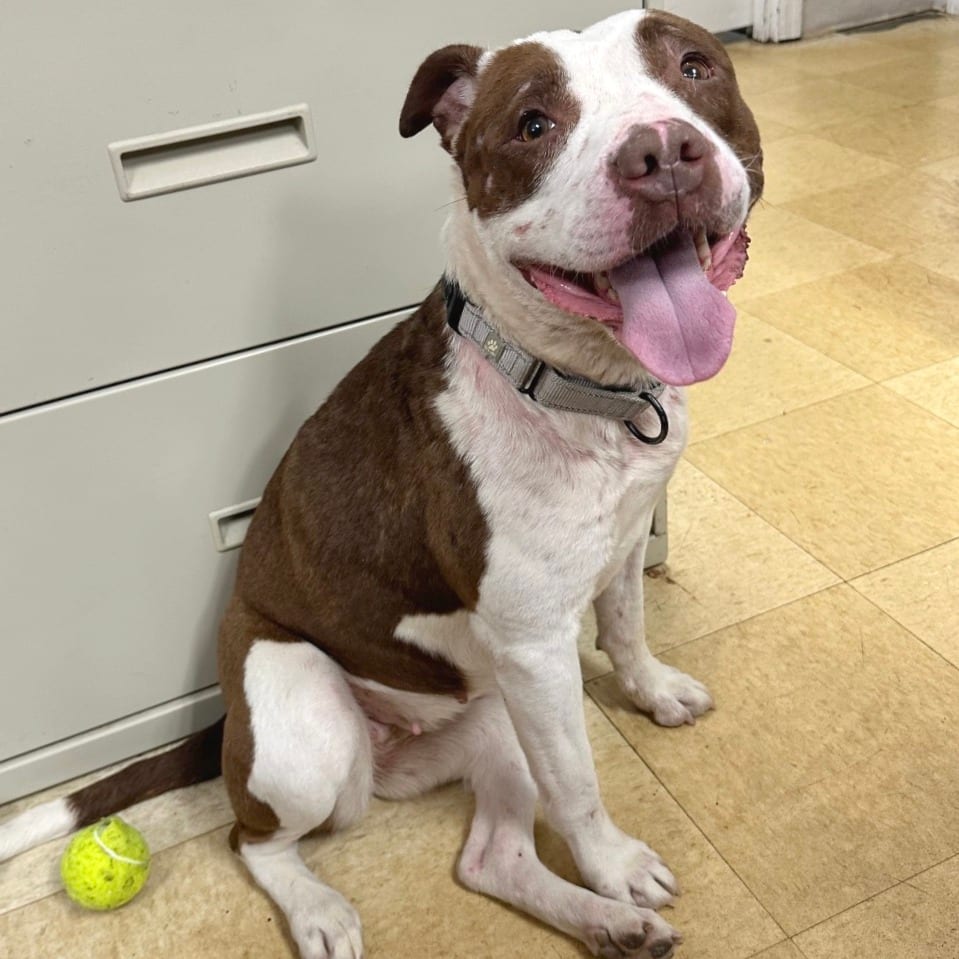 Photo of Rosie K19, adoptable Terrier, Pit Bull in Union, Missouri