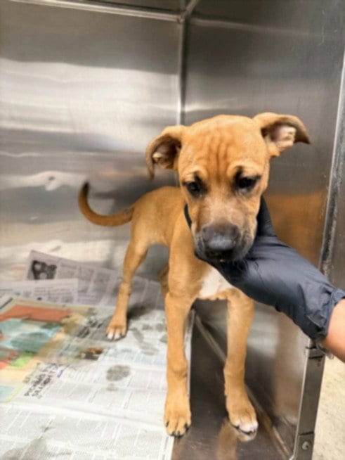 Photo of Chloe, adoptable Boxer in Van Nuys, California