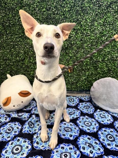 Photo of Baby Girl, adoptable Labrador Retriever in Corpus Christi, Texas