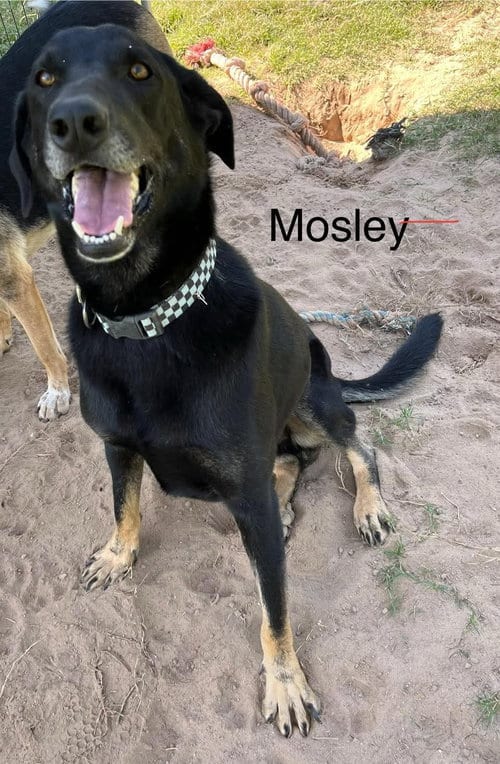 Photo of Mosely, adoptable German Shepherd Dog in Farmerville, Louisiana