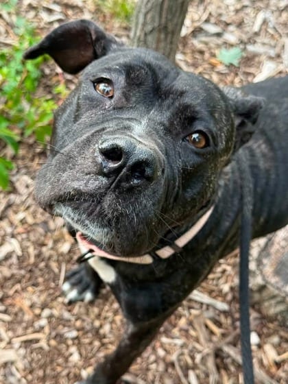 Photo of Carol, adoptable dog in Baltimore, Maryland