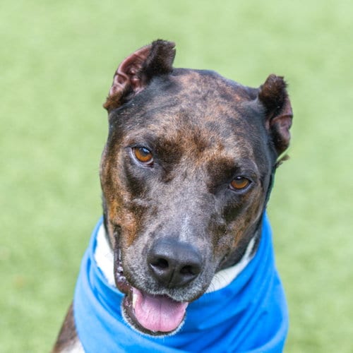 Photo of Erin, adoptable Doberman Pinscher in Hilton Head, South Carolina