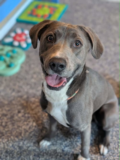 Photo of Freddy, adoptable Labrador Retriever in Holly Springs, North Carolina