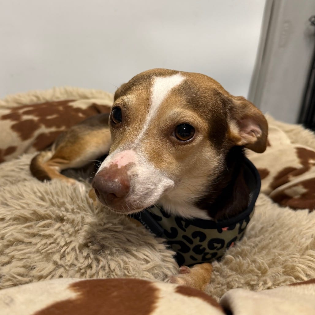Photo of Karol, adoptable Dachshund / Terrier in Central Texas, Texas