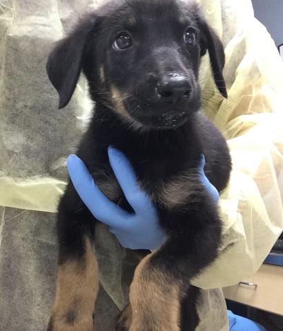 Photo of Skelly, adoptable German Shepherd Dog in Riverside, California