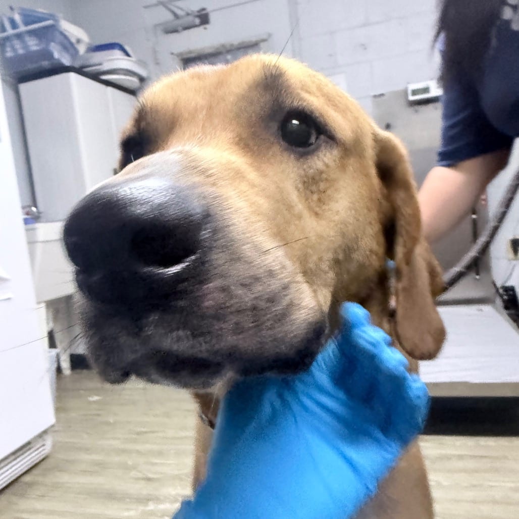 Photo of Rusty, adoptable Mixed Breed (Large) in Summerville, South Carolina