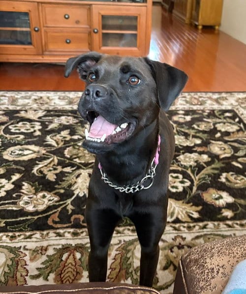 Photo of Winnie, adoptable Labrador Retriever in San Diego, California