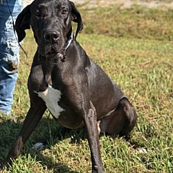Photo of Dante, adoptable Great Dane in Bullard, Texas