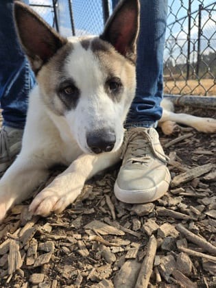Photo of Max Montero, adoptable dog in Atlanta, Georgia