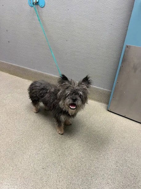 Photo of Goober, adoptable Yorkshire Terrier Yorkie in Las Vegas, Nevada
