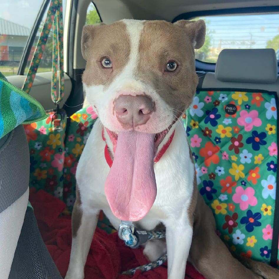 Photo of Bart, adoptable Mixed Breed (Medium) in Chattanooga, Tennessee