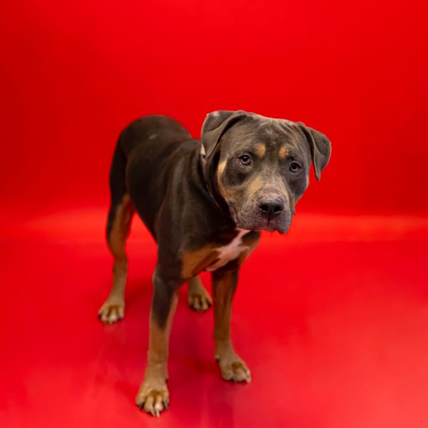 Photo of Tiger, adoptable Pit Bull cross in Lawrenceville, Georgia