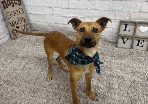 Photo of Chase, adoptable Pit Bull Terrier in Detroit, Michigan