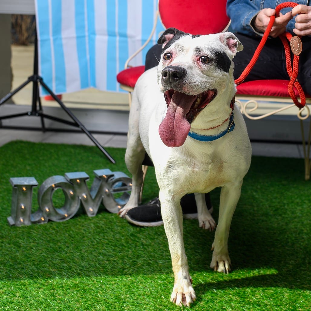 Photo of Baylor, adoptable Terrier, Pit Bull / Unknown in Weatherford, Texas