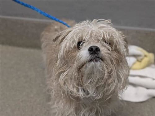 Photo of Canela, adoptable Shih Tzu in Las Vegas, Nevada