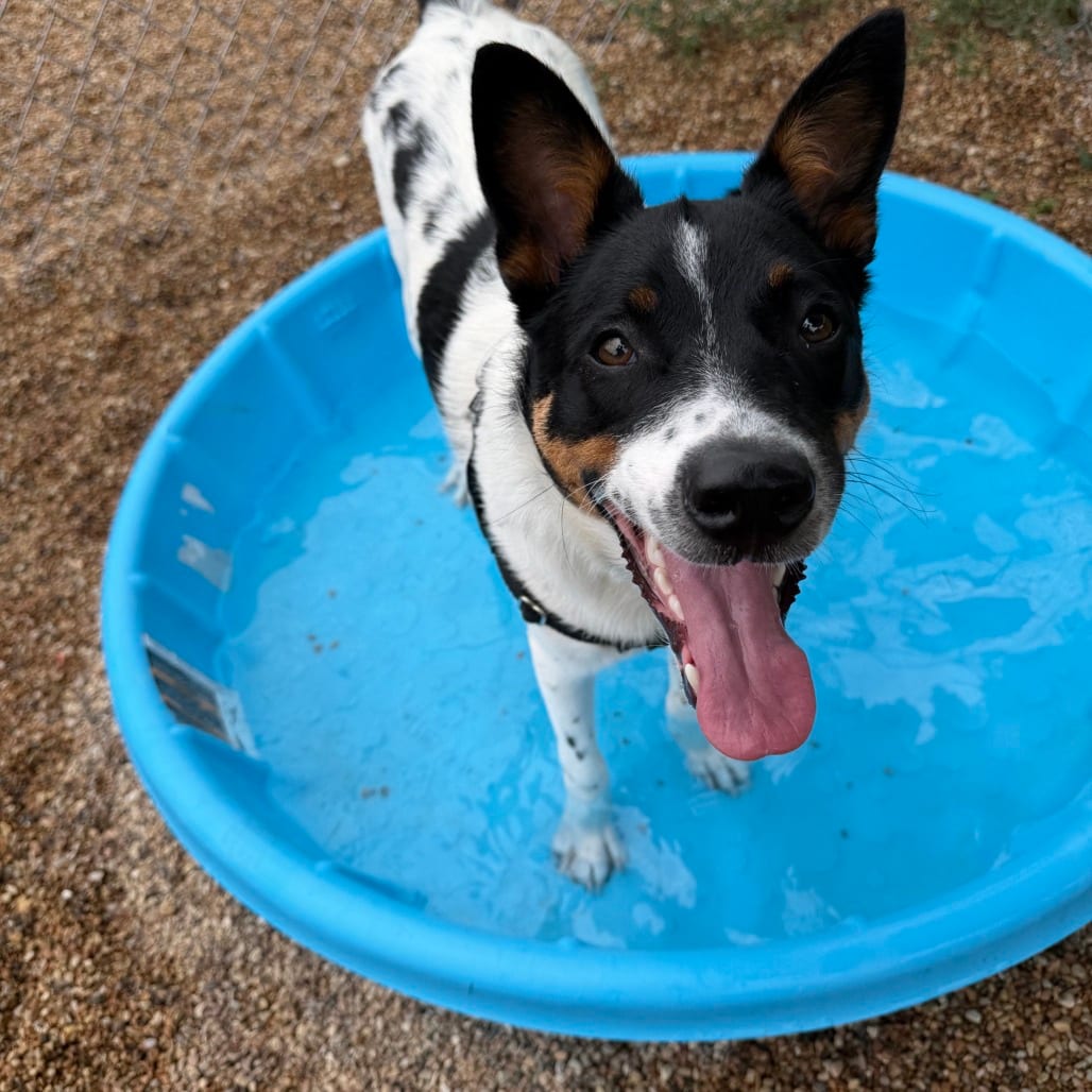 Photo of Charlie, adoptable Cattle Dog / Mixed Breed (Medium) in South Elgin, Illinois