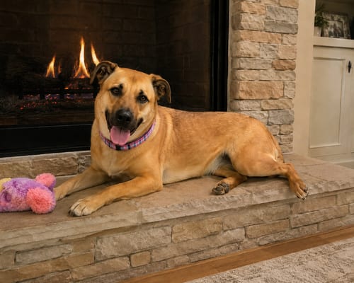 Photo of Golden Lab mixes, adoptable Yellow Labrador Retriever in Mt. Laurel, New Jersey