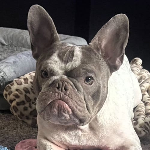 Photo of Giuseppe, adoptable French Bulldog in Framingham, Massachusetts